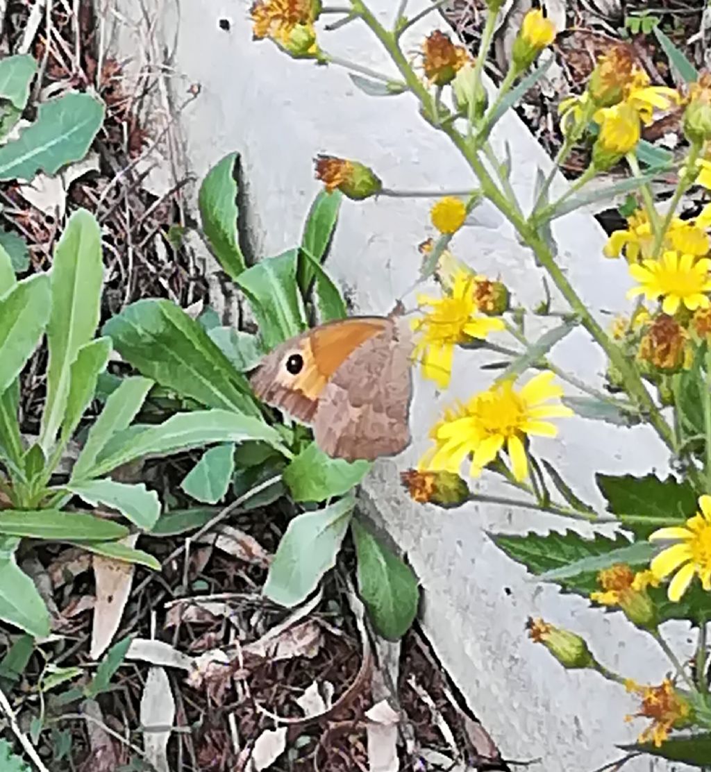 Coenonympha pamphilus? No, Maniola jurtina